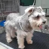 Palm Coast Pet Grooming